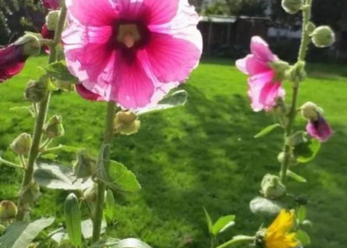 Reitz By Interhome Апартаменты *